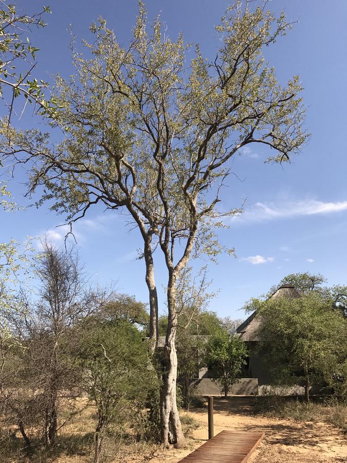 Leadwood Lodge Hoedspruit Exterior foto